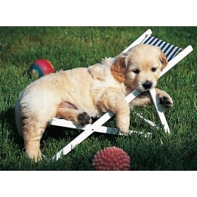 Puzzle Ravensburger 500-teiligen Golden Retriever Welpen Ravensburger - 1