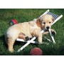 Puzzle Ravensburger 500 teile Golden Retriever Welpe - Ravensburger