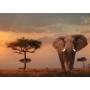 Puzzle Ravensburger Masai Mara Elefant 1000 teile - Ravensburger