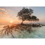 1000 Teile Red Mangrove Puzzle Heye - Heye