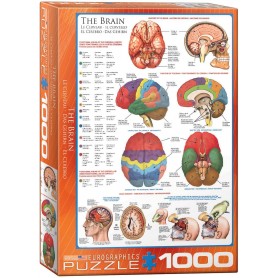 Puzzle Eurographics Das Gehirn von 1000 Teile Eurographics - 1