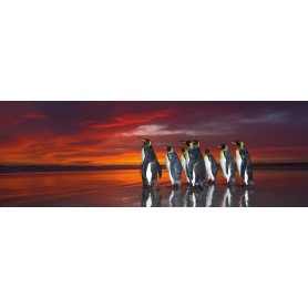 Puzzle Heye 1000-teiligen König Panorama Pinguine Heye - 1