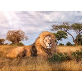 Puzzle Clementoni Der König des Dschungels von 1000 Teile Clementoni - 1