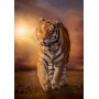 Tiger Sonnenuntergang Puzzle Clementoni 1500 teile - Clementoni
