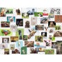 Puzzle Ravensburger Collage aus lustigen Tieren 1500 Stück Ravensburger - 1