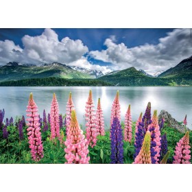 Puzzle Educa Lupinen an den Ufern des Silser Sees, Schweiz 1500 Teile Puzzles Educa - 1