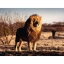 Tiere – Puzzle mit 2000 Teilen